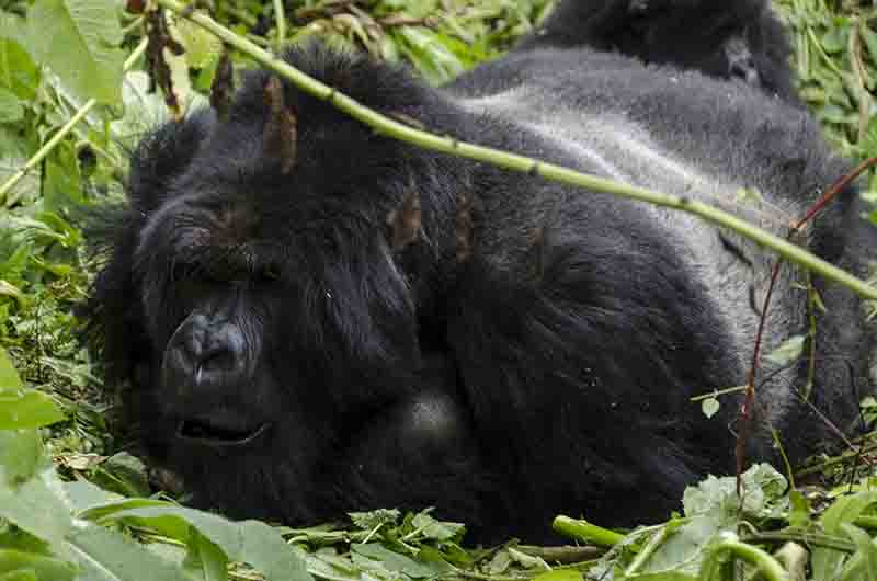 17 - Gorila - selva de Virunga - parque nacional de los volcanes - Ruanda